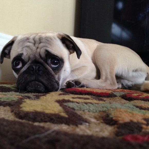 Meet your Posher, Sue - Picture 3 of 3